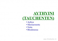 Aythyini (Tauchenten)